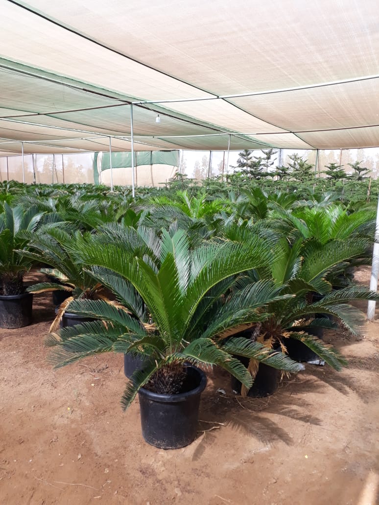 عشب طبيعي (16)